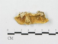 登錄號:F0007245藏品圖，第1張