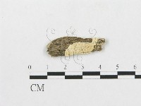 登錄號:F0007252藏品圖，第1張