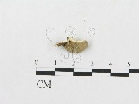 登錄號:F0007260藏品圖，第1張