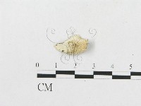 登錄號:F0007260藏品圖，第3張