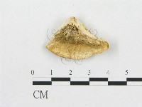 登錄號:F0007262藏品圖，第1張