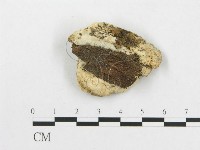 登錄號:F0007264藏品圖，第3張