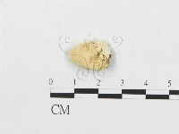 登錄號:F0007265藏品圖，第3張