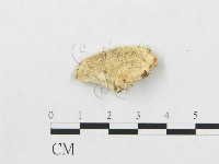 登錄號:F0007266藏品圖，第1張