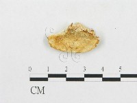 登錄號:F0007266藏品圖，第3張