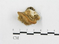 登錄號:F0007267藏品圖，第3張