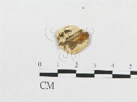 登錄號:F0007270藏品圖，第3張