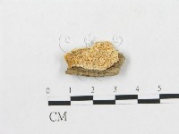 登錄號:F0007271藏品圖，第1張