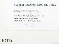 裂褶菌藏品圖，第2張