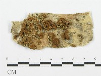 裂褶菌藏品圖，第3張