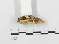 登錄號:F0007275藏品圖，第4張