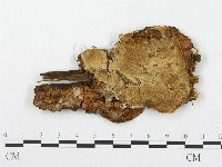 登錄號:F0007292藏品圖，第1張