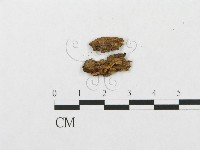 登錄號:F0007293藏品圖，第1張