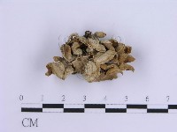 登錄號:F0007296藏品圖，第1張