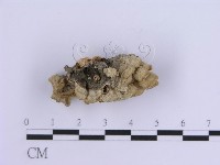 登錄號:F0007296藏品圖，第4張