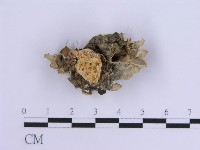登錄號:F0007296藏品圖，第5張