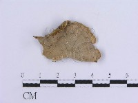 登錄號:F0007298藏品圖，第1張