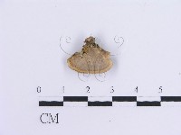 登錄號:F0007299藏品圖，第4張