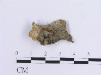 登錄號:F0007300藏品圖，第4張