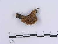 登錄號:F0007301藏品圖，第1張