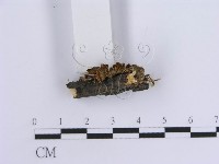 登錄號:F0007301藏品圖，第3張