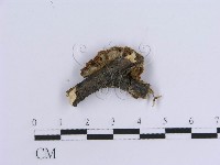 登錄號:F0007301藏品圖，第4張