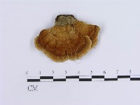 登錄號:F0007302藏品圖，第3張