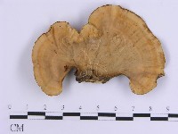 登錄號:F0007305藏品圖，第1張