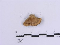 登錄號:F0007306藏品圖，第1張