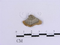 登錄號:F0007306藏品圖，第3張