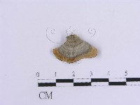 登錄號:F0007306藏品圖，第4張