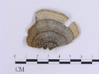 登錄號:F0007307藏品圖，第1張