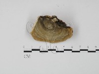 登錄號:F0007308藏品圖，第1張