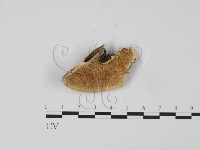 登錄號:F0007309藏品圖，第1張