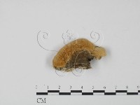 登錄號:F0007309藏品圖，第3張