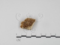 登錄號:F0007310藏品圖，第1張