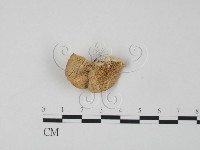 登錄號:F0007311藏品圖，第1張