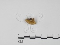 登錄號:F0007312藏品圖，第3張