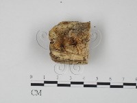 登錄號:F0007313藏品圖，第3張