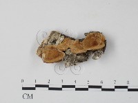 登錄號:F0007317藏品圖，第1張