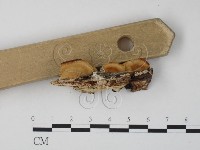 登錄號:F0007317藏品圖，第3張