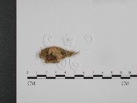 登錄號:F0007318藏品圖，第1張