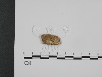 登錄號:F0007319藏品圖，第1張