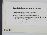 登錄號:F0007320藏品圖，第2張