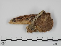 登錄號:F0007322藏品圖，第1張