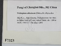 登錄號:F0007323藏品圖，第2張