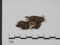 登錄號:F0007323藏品圖，第1張