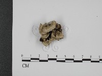 登錄號:F0007324藏品圖，第1張