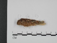 登錄號:F0007325藏品圖，第1張