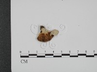 登錄號:F0007326藏品圖，第1張